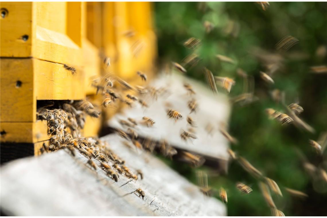 Bienen fliegen zu Bienenstöcken an einem Waldrand. Rottweil.