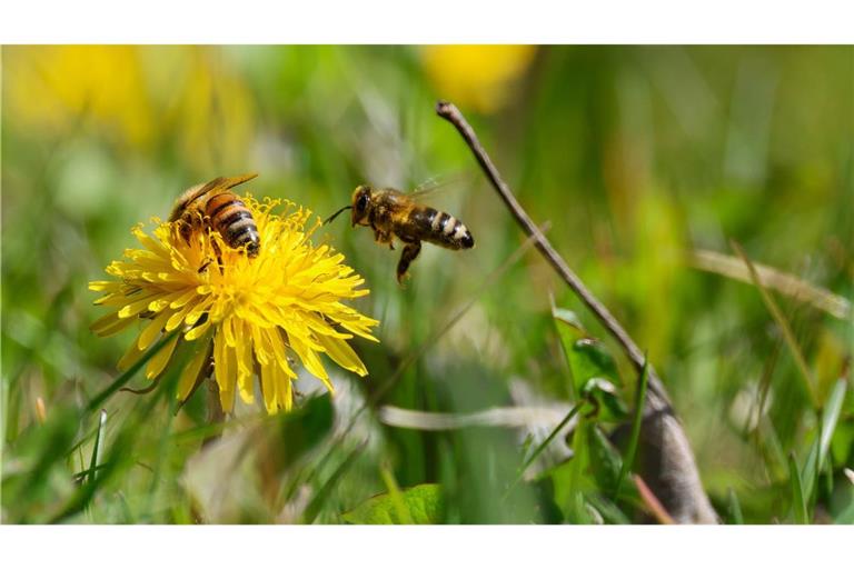 Bienen landen bei Sonnenschein auf einer gelben Löwenzahn-Blüte. (Symbolbild)
