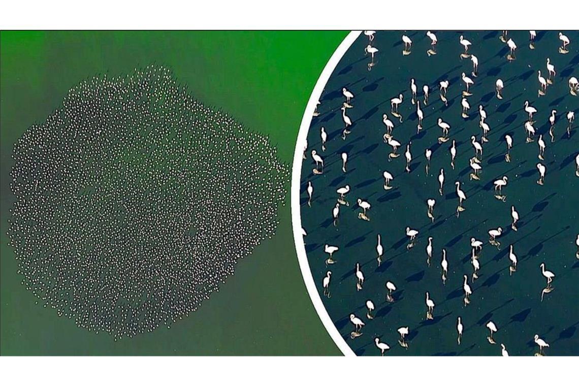 Abwasser-See wird zur Heimat für Flamingos