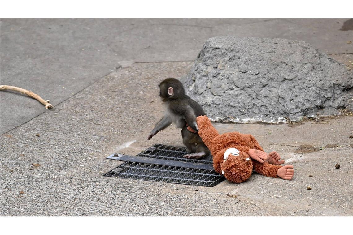 Bilder des kleinen Affen mit einem Plüschtier gingen viral.
