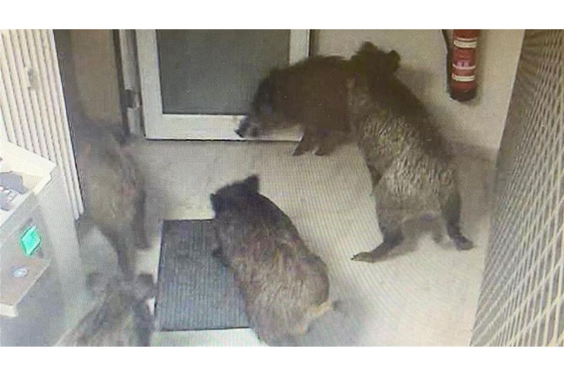 Bilder einer Videokamera zeigen fünf Schweine im Vorraum der VR-Bank-Filiale in Ellwangen-Röhlingen.