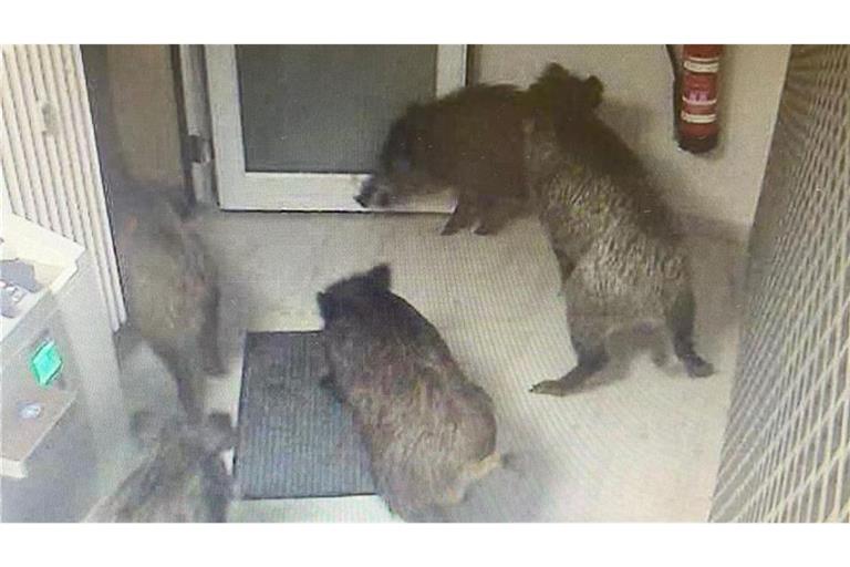 Bilder einer Videokamera zeigen fünf Schweine im Vorraum der VR-Bank-Filiale in Ellwangen-Röhlingen.