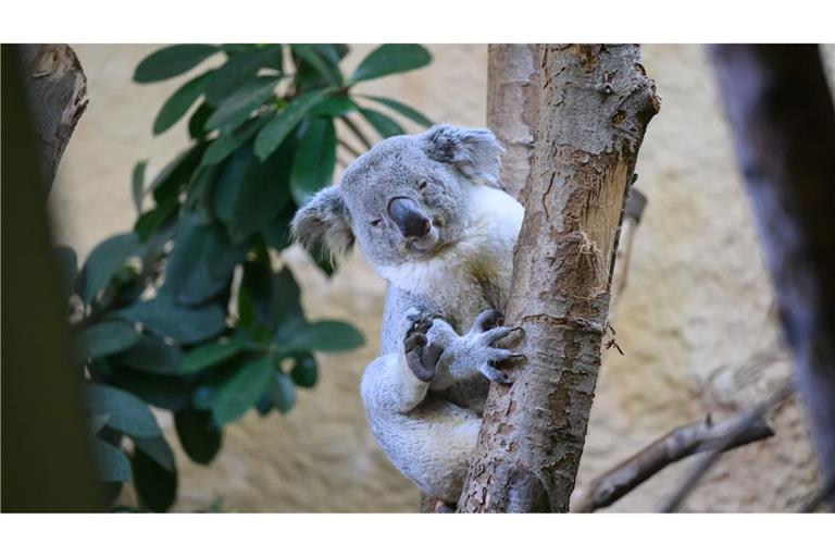 Bin der Neue: Kamaroo klettert im Zoo in Dresden an einem Stamm. Das Koala-Männchen kam gerade aus Duisburg an die Elbe.