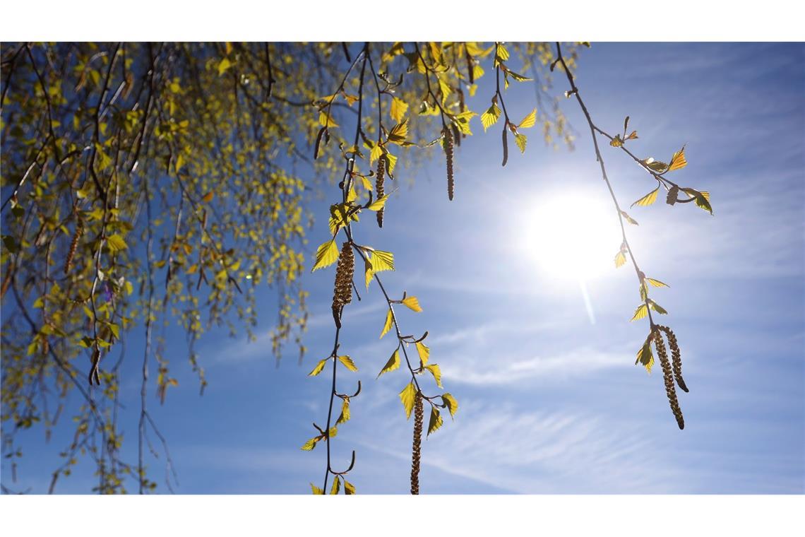 Birkenpollen können teils Hunderte Kilometer weit getragen werden. (Archivbild)