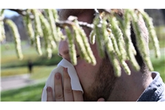 Birkenpollen sind nun auf dem Saisonhöhepunkt. (Symbolbild)