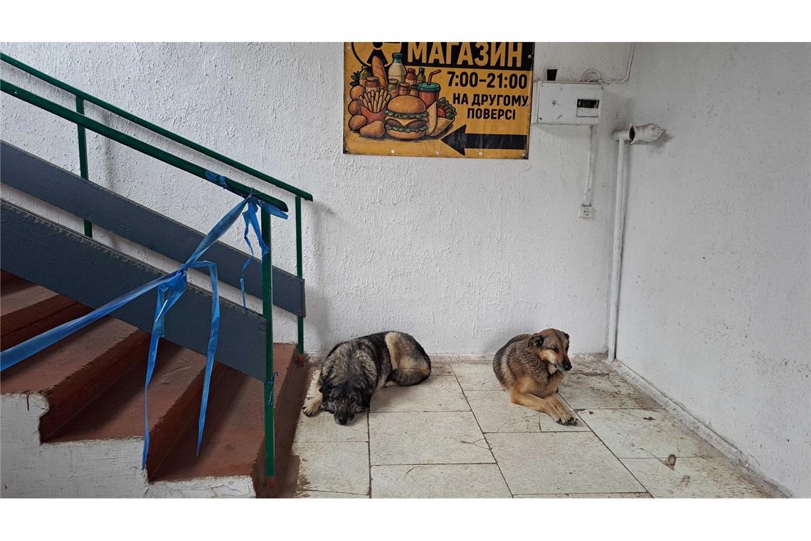 Bis heute gibt es in Tschernobyl eine Population von Straßenhunden.