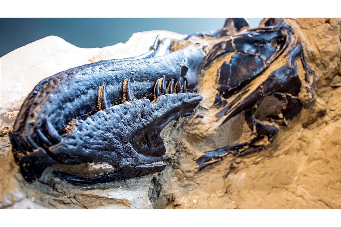 Bisher galten Fossilien von Nanotyrannus lancensis vielen Wissenschaftlern als eine jugendliche Form des T-Rex.