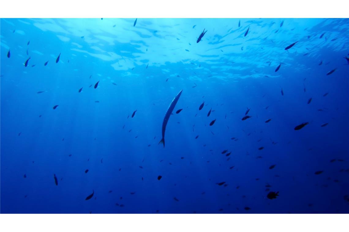 Bisher gibt es für die Hochsee keine einheitlichen Umweltregeln. (Symbolbild)
