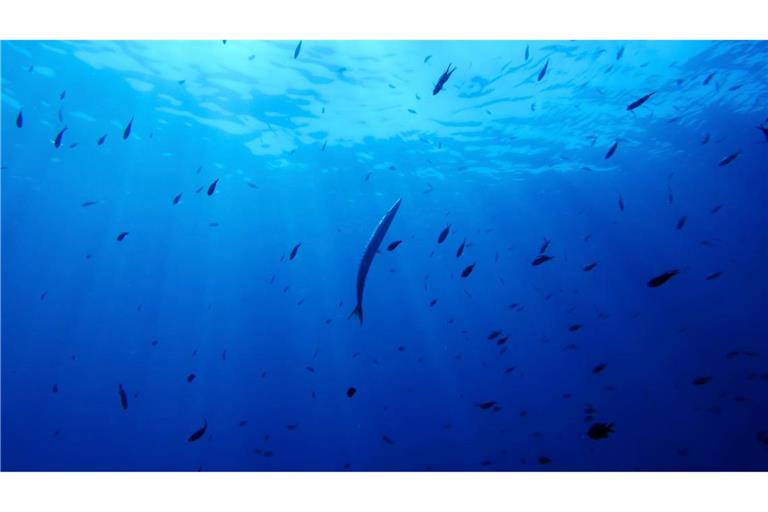 Bisher gibt es für die Hochsee keine einheitlichen Umweltregeln. (Symbolbild)