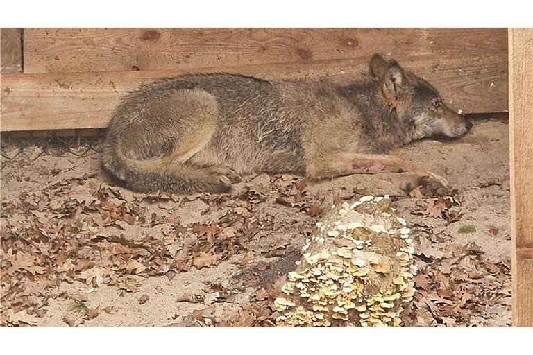 Bisher konnten weder der Wolf noch das Halsband mit seinem Sender gefunden werden. (Archivbild)