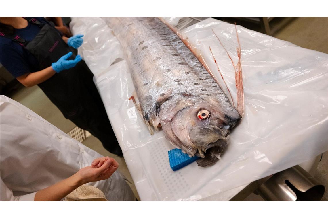 Von wegen Weltuntergang - Forschende begeistert über Fische Bisher sind Riemenfische nur wenig untersucht.