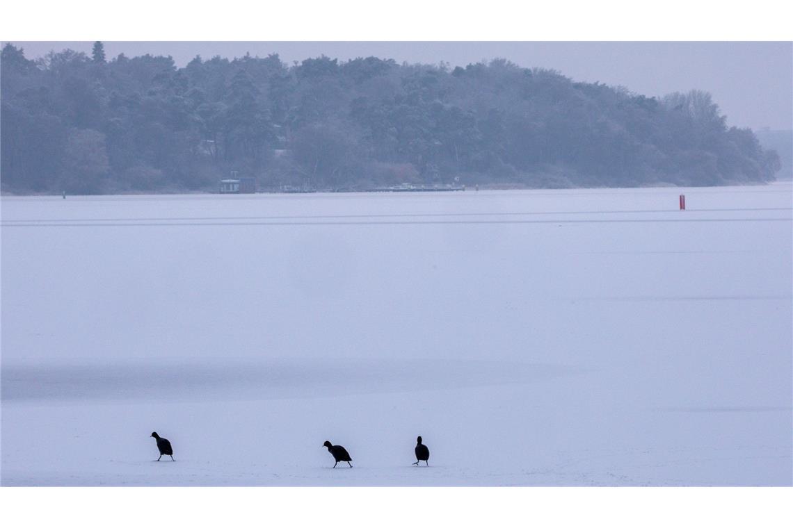 Blässhühner sind auf der komplett vereisten Müritz bei der Futtersuche unterwegs.