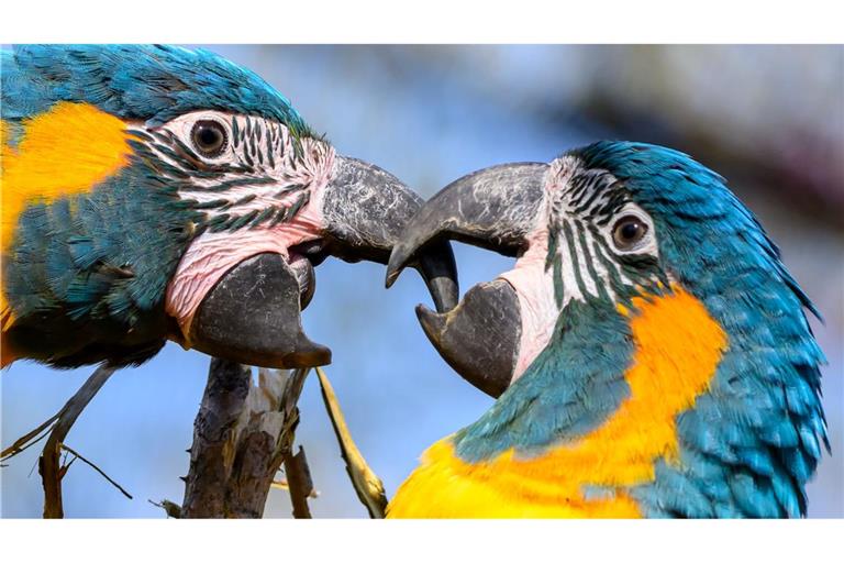 Blaukehlaras sitzen in der neuen Vogelwelt im Zoo Leipzig auf einem Ast.
