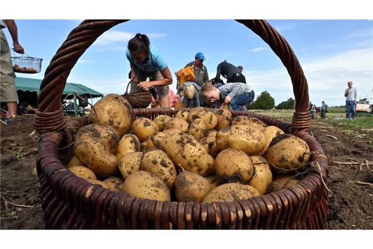 Bleiben die Sommer so heiß und trocken, ist es fraglich, ob in Zukunft deutsche Kartoffeln zu ernten sind.