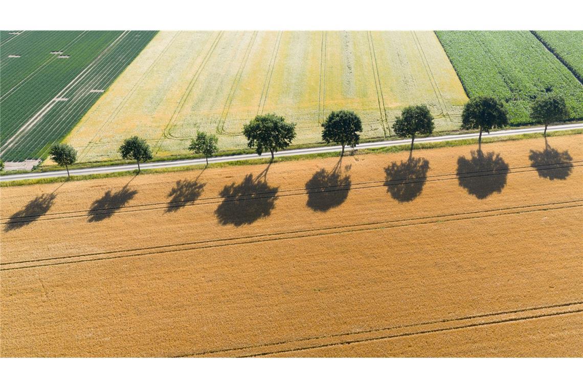 Wie Deutschlands Städte auf Dürre und Trockenheit reagieren Blick auf trockene Felder im niedersächsischen Landkreis Peine.