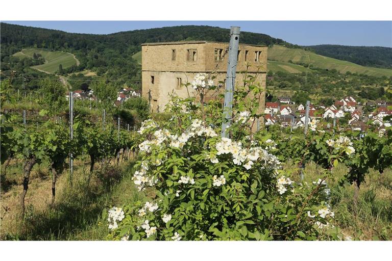Blick über die Ruine Yburg auf Stetten im Remstal.
