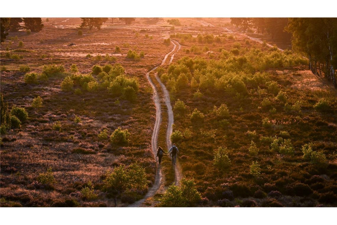 Blühende Heide im Morgenlicht