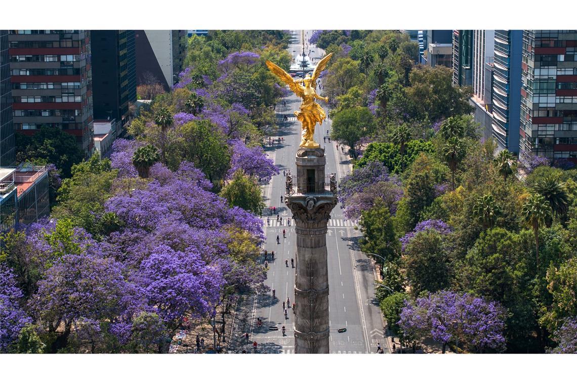 Stadt-Begrünung könnte Zahl der Hitzeopfer deutlich senken Blühende Jacaranda-Bäume entlang der Avenida Reforma in Mexiko-Stadt. (Archivbild)