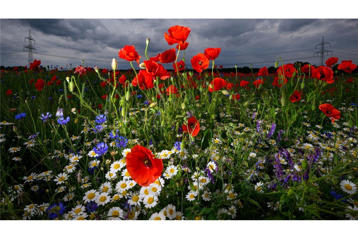 Blühende Sommerblumen heben sich vor dunklen Regenwolken ab.