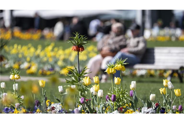 Blumen blühen bei sonnigem Wetter in einem Beet in der Stuttgarter Innenstadt.