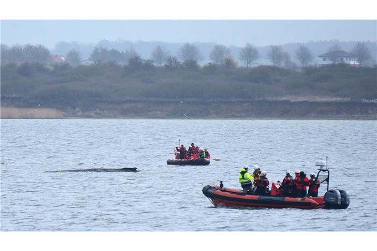 Boote von Greenpeace fahren an einem in der Ostsee liegenden Wal entlang.
