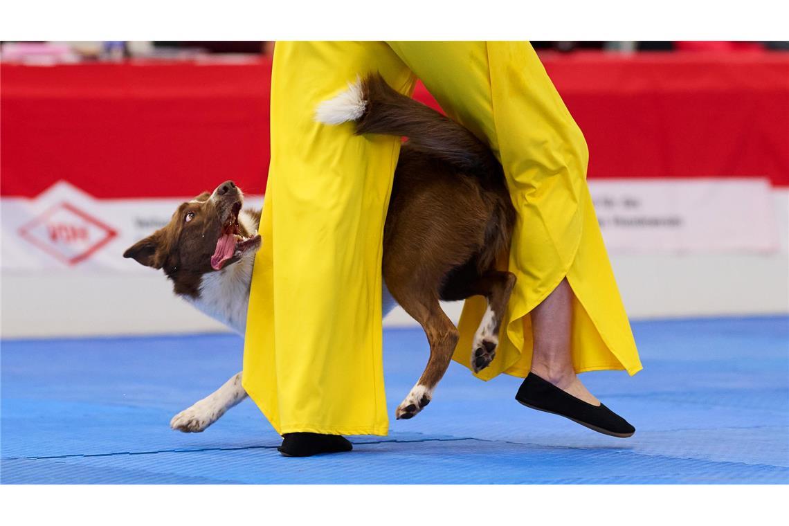 Border Collie Winston gewann mit seiner Besitzerin Barbara Feldbauer.
