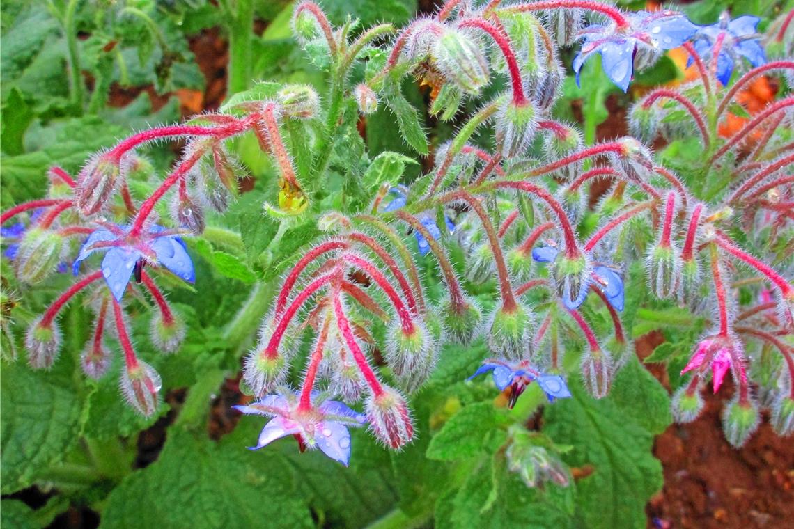 Kräuter gegen die Lust Borretsch – hier mit zarten Blüten an den Kräuterterrassen Kaisersbach – war wegen seiner hormonähnlichen Inhaltsstoffe im Kloster tabu. Foto: Karin de la Roi-Frey
