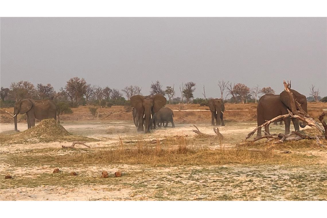 Fluch oder Segen: Hat Botsuana zu viele Elefanten? Botsuana im südlichen Afrika hat geschätzt 130.000 wilden Elefanten.