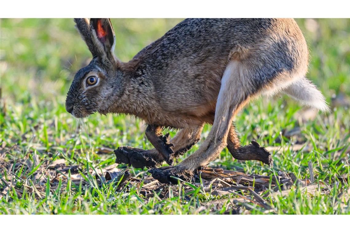 Bilder des Tages Brandenburg: ein Feldhase hoppelt am frühen Morgen über einen Acker.