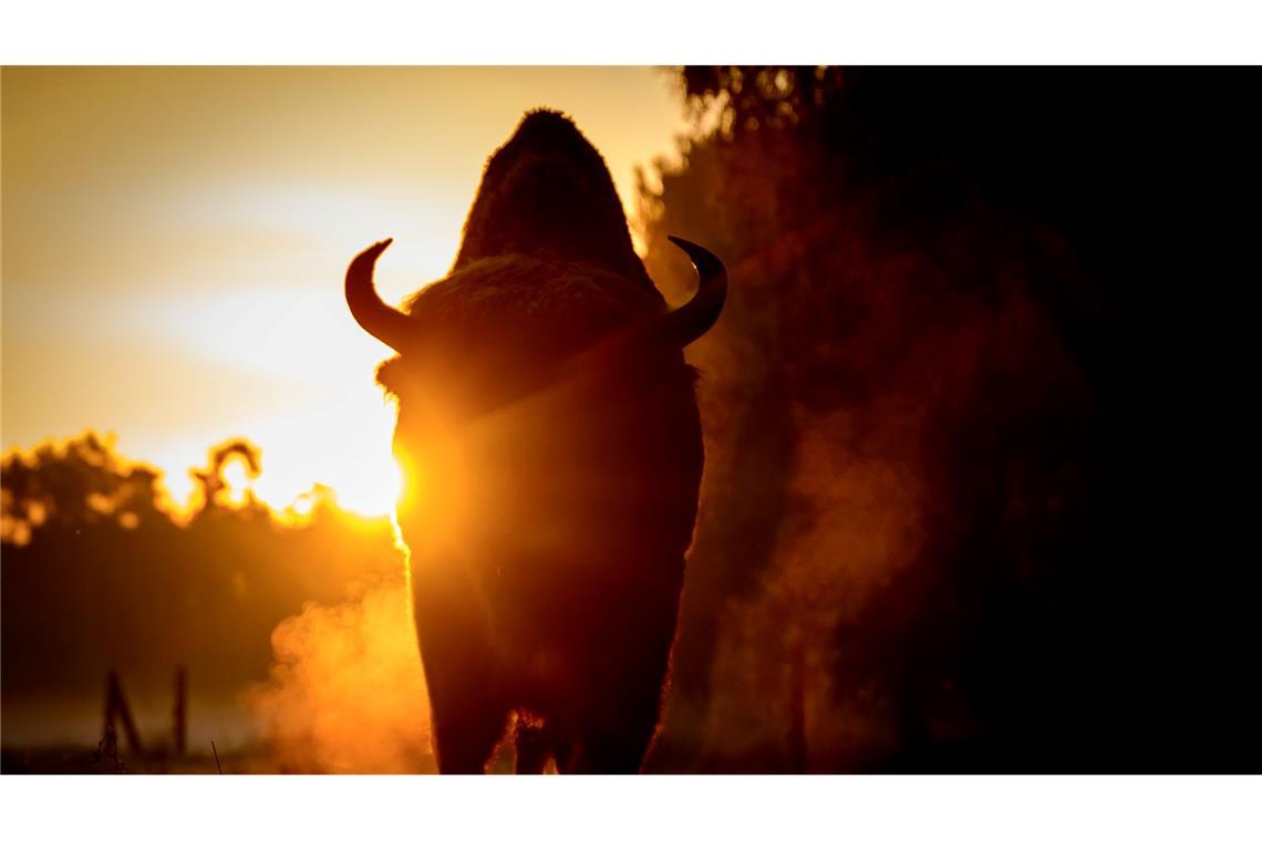 Bilder des Tages Brandenburg: Morgenstimmung mit Wisent im Wildpark Schorfheide.