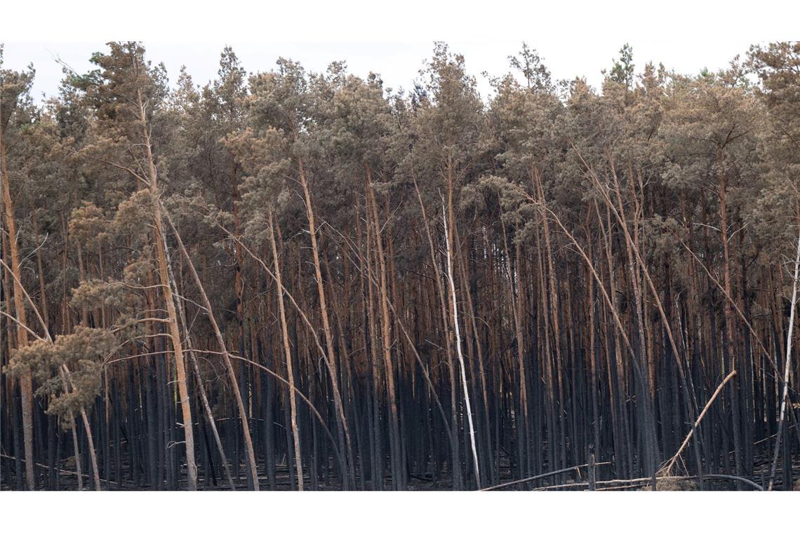 Bilder des Tages Brandschäden des Waldbrandes in der Gohrischheide.