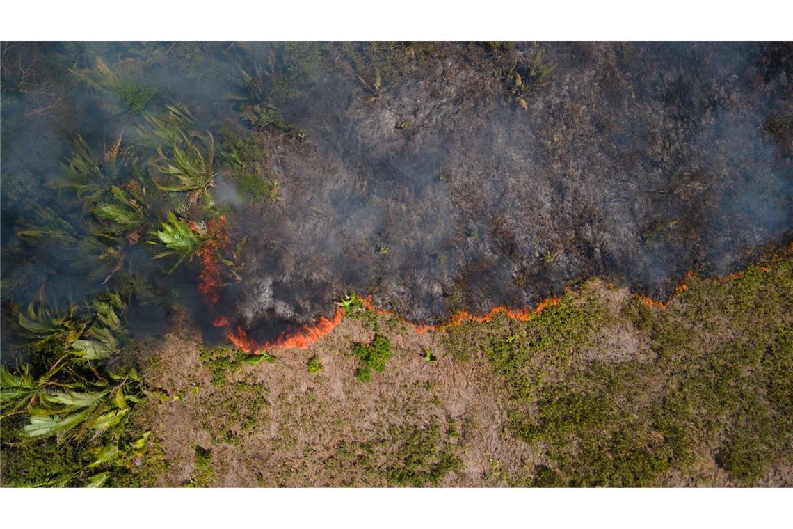 Brasilien, Porto Velho: Flammen breiten sich in einem Amazonas-Gebiet aus.