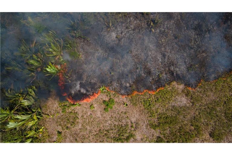 Brasilien, Porto Velho: Flammen breiten sich in einem Amazonas-Gebiet aus.