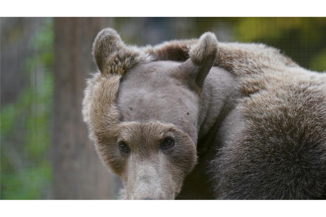 Bilder des Tages Braunbär Boki erholt sich von seiner Gehirn-OP im Gehege in Canterbury, Kent. Es ist die erste Operation dieser Art in Großbritannien.