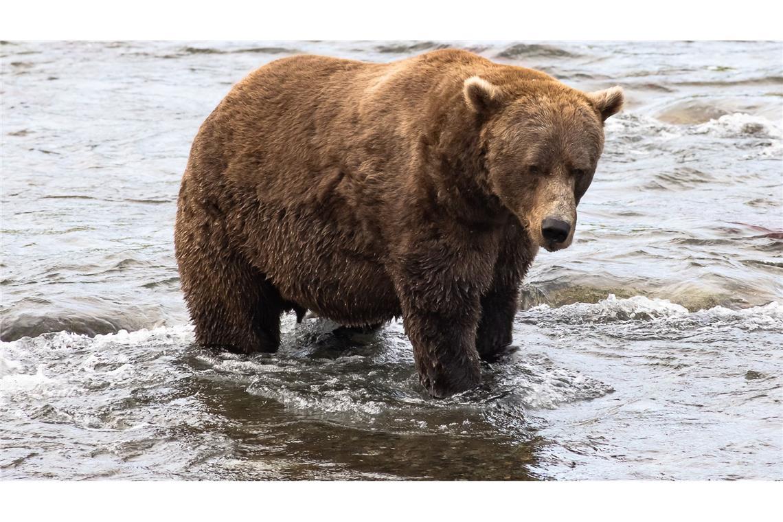 Massiger Sieger: Braunbär "Chunk" gewinnt "Fat Bear"-Wahl Braunbär Nr. 856 muss sich in der Endrunde mit dem zweiten Platz begnügen. (Handout)