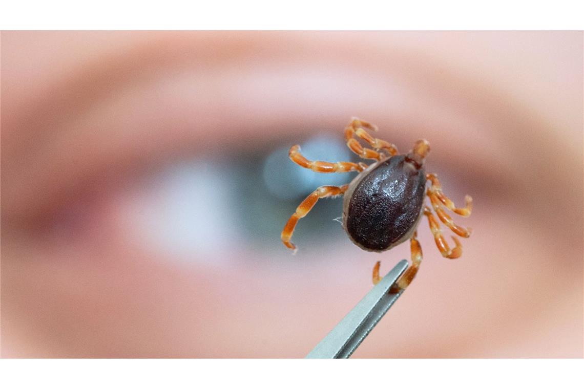 Wie gefährlich sind Hyalomma-Zecken? Brauner Körper, gelb-beige Beine: Die Hyalomma-Zecke unterscheidet sich optisch von heimischen Zeckenarten.