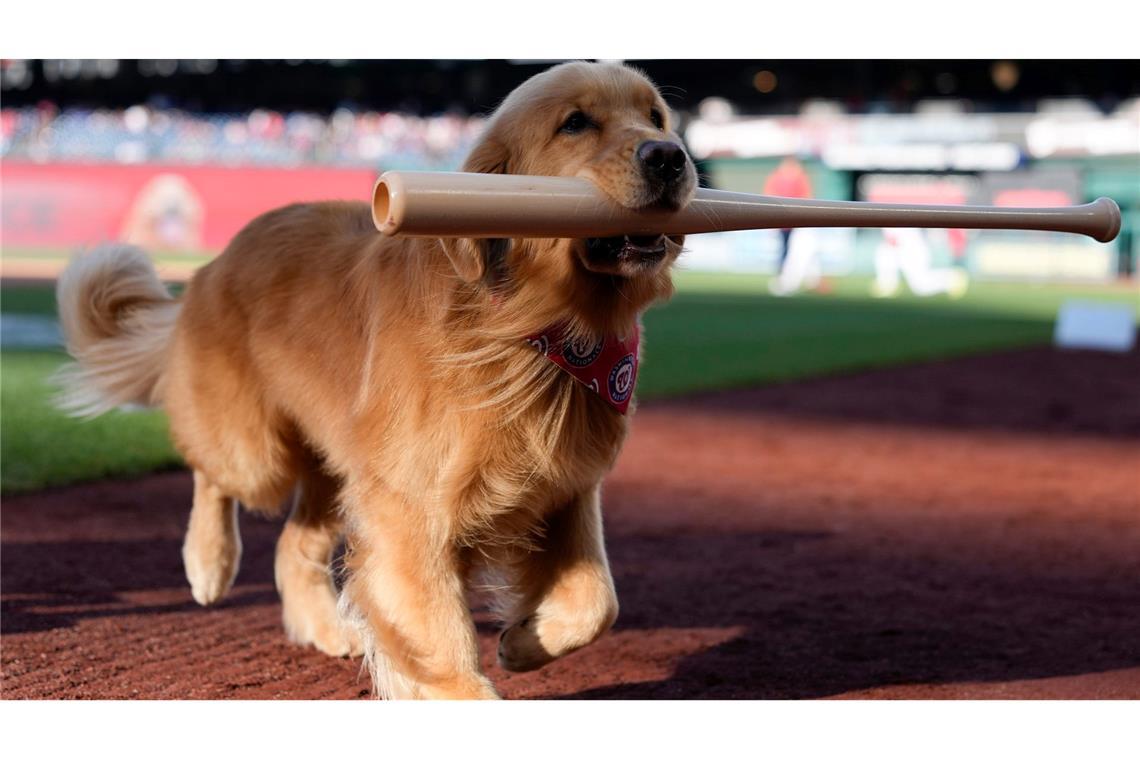 Bruce, der „Bat Dog“, führt vor einem Baseballspiel den zeremoniellen ersten Ballwurf durch.