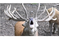 Brunftschrei im Wildparadies Tripsdrill: Hirsch macht auf sich aufmerksam