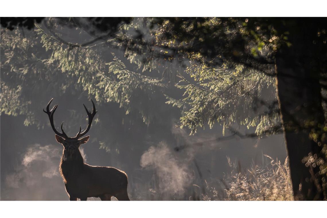 Bilder des Tages Brunftzeit in Hessen: Hirsch taucht mystisch im Morgennebel auf
