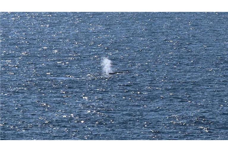 Buckelwal in der Nordsee freigelassen: Blas nahe Skagen gesichtet
