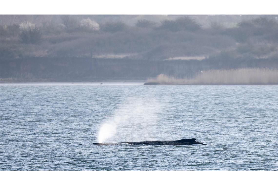 Buckelwal „Timmy“ ist zu einem Medienereignis geworden.