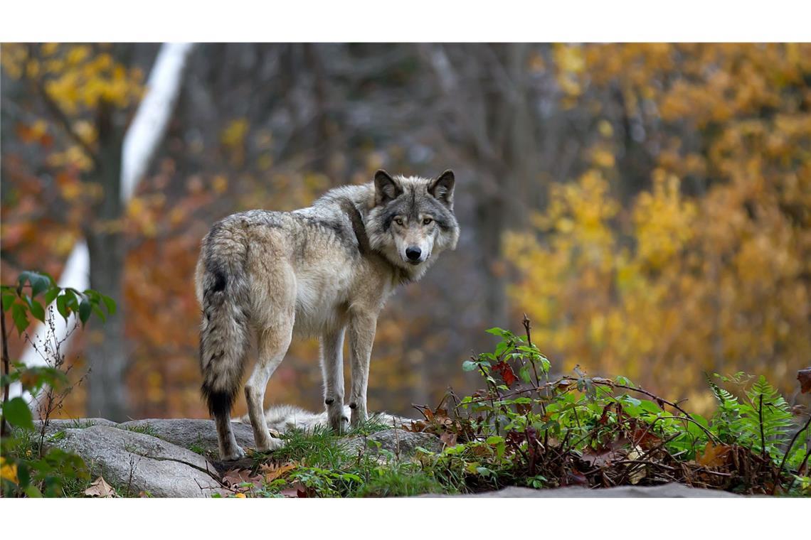 Agrarminister fordern klare Regeln zum Umgang mit Wölfen Bund und Länder dringen auf ein besseres Wolfsmanagement. (Symbolbild)