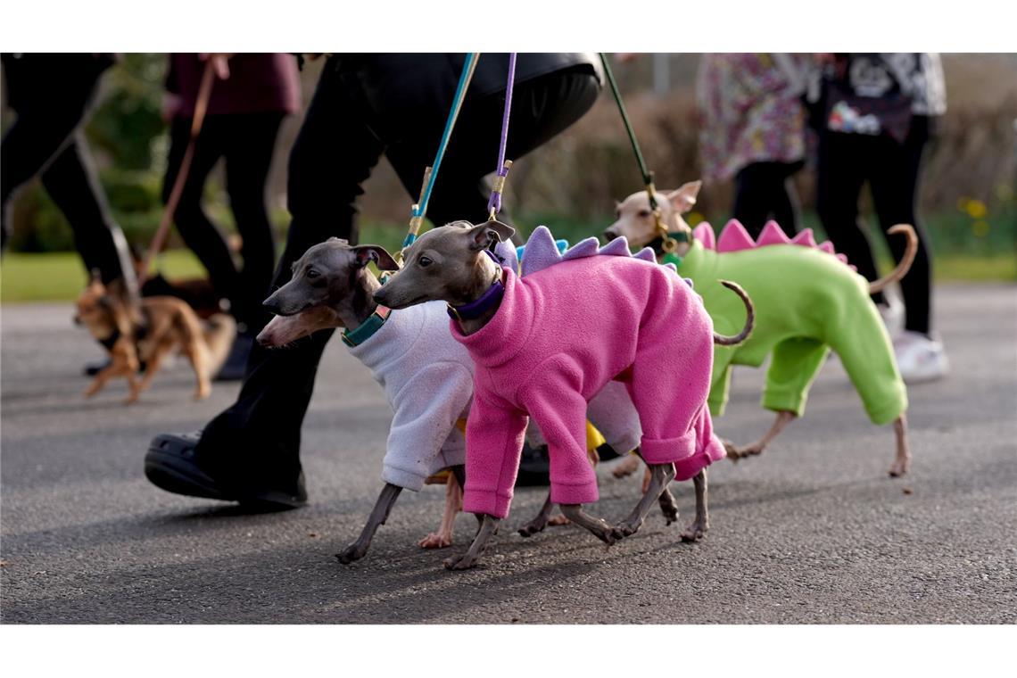 Bilder des Tages Bunt angezogen: Crufts Hundeschau in Birmingham