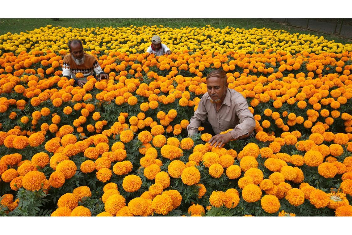Bilder des Tages Bunte Pracht: Gärtner beschneiden die Blumen in einem Park in Dhaka in Bangladesch.