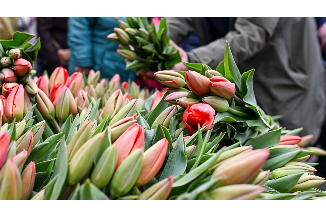 Bilder des Tages Bunte Tulpensträuße werden auf dem Potsdamer Tulpenfest im Holländischen Viertel verkauft.