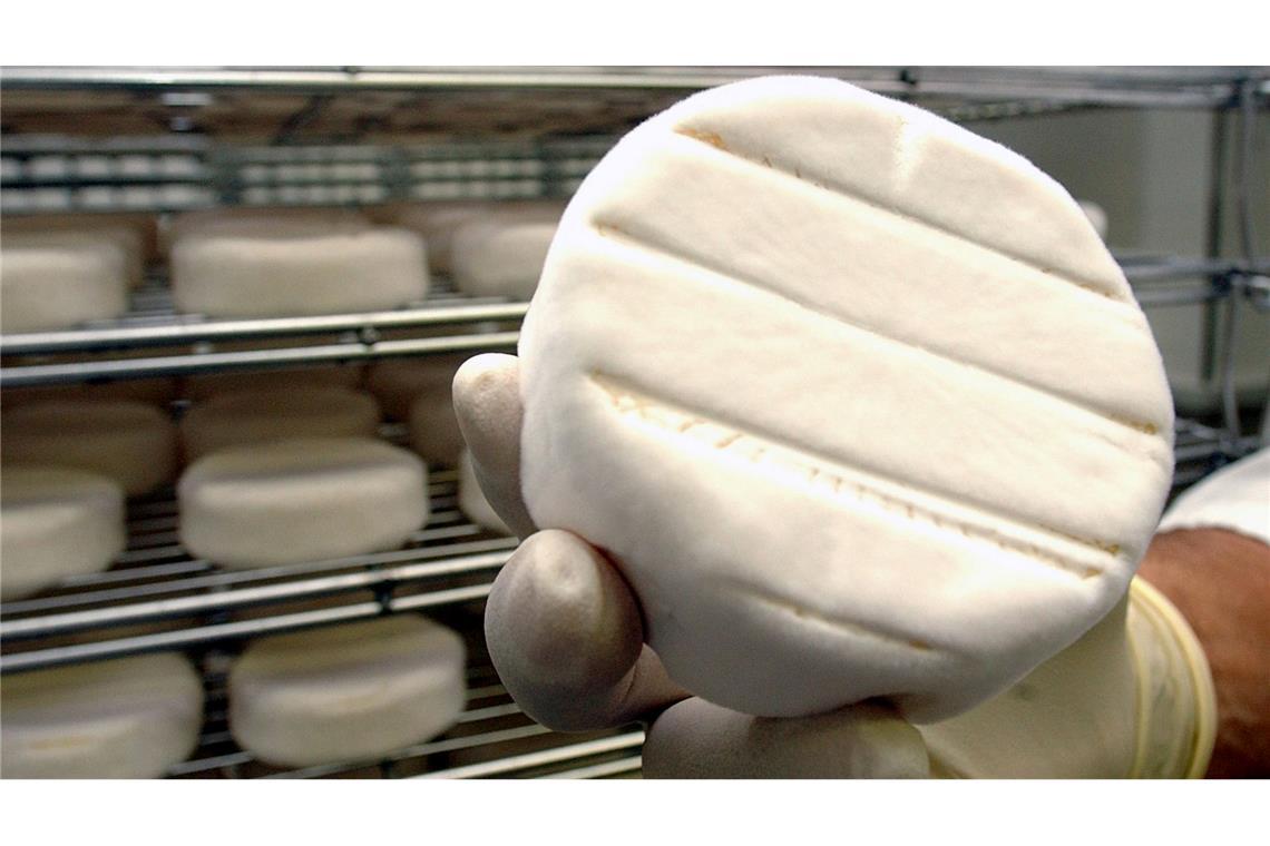 Camembert wird von Penicillium umhüllt. (Illustration)