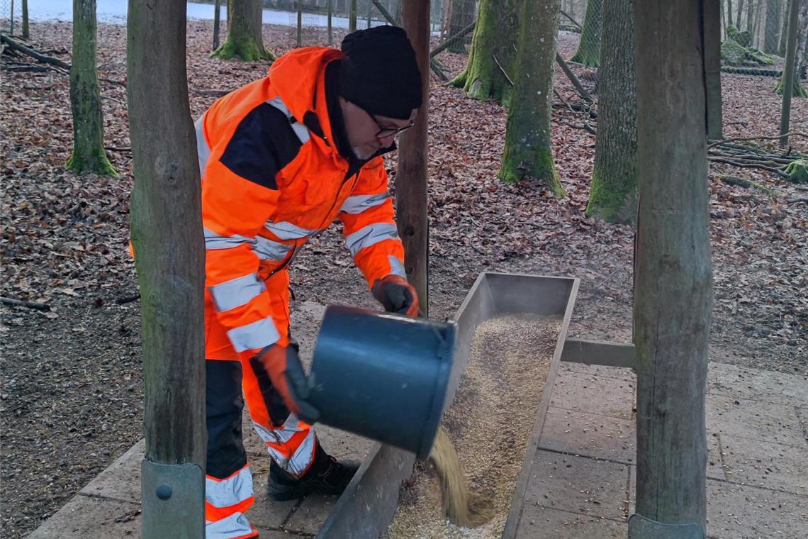 Carlo Castoro füttert die Hirsche und Mufflons (Wildschafe) im Plattenwald. Foto: privat