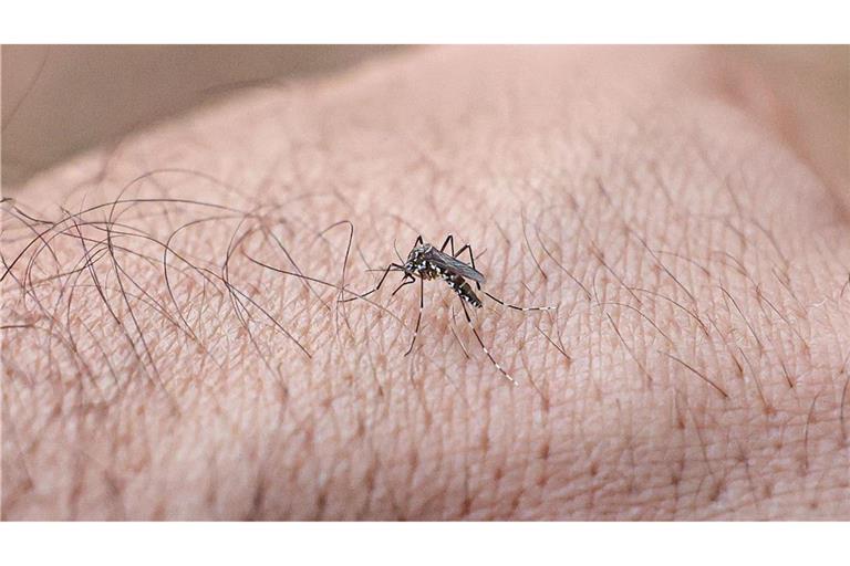 Chikungunyafieber kann durch Mückenstiche ausgelöst werden. (Symbolbild)