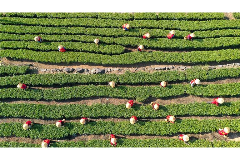 China hat im vergangenen Jahr rund 3,74 Millionen Tonnen Tee geerntet. (Archivbild)