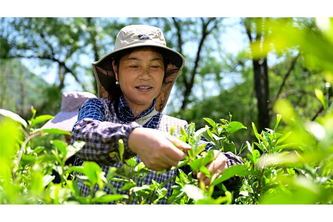 Deutsche bleiben ihrer Liebe zum Tee treu China hat seine Teeproduktion im vergangenen Jahr dem "Tee Report 2025" zufolge um rund 490.000 Tonnen gesteigert. Das ist rund zehnmal mehr als Deutschland insgesamt importiert hat. (Archivbild)